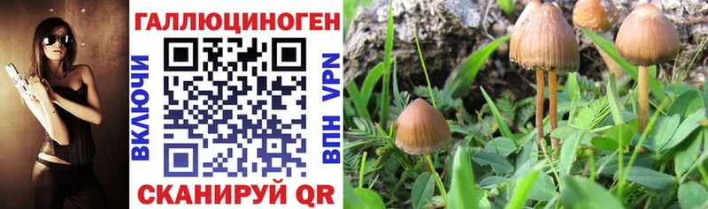 Псилоцибиновые грибы прущие грибы  Купить  Заозёрск 